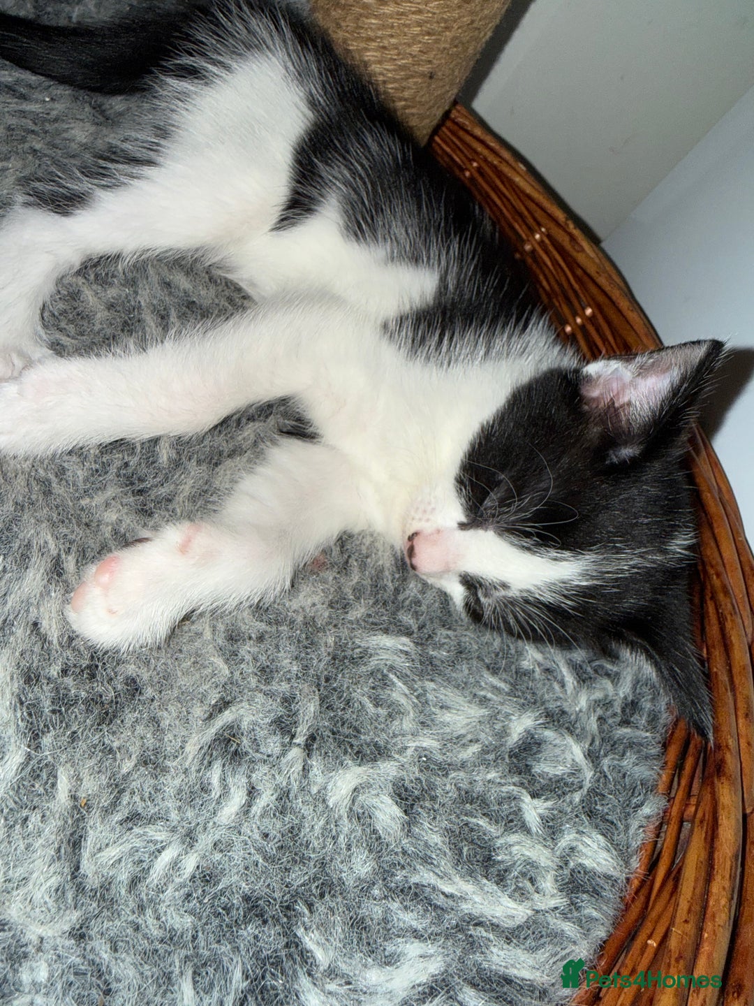 Domestic Shorthair cats for sale: Kittens 2 Male  - Advert 5