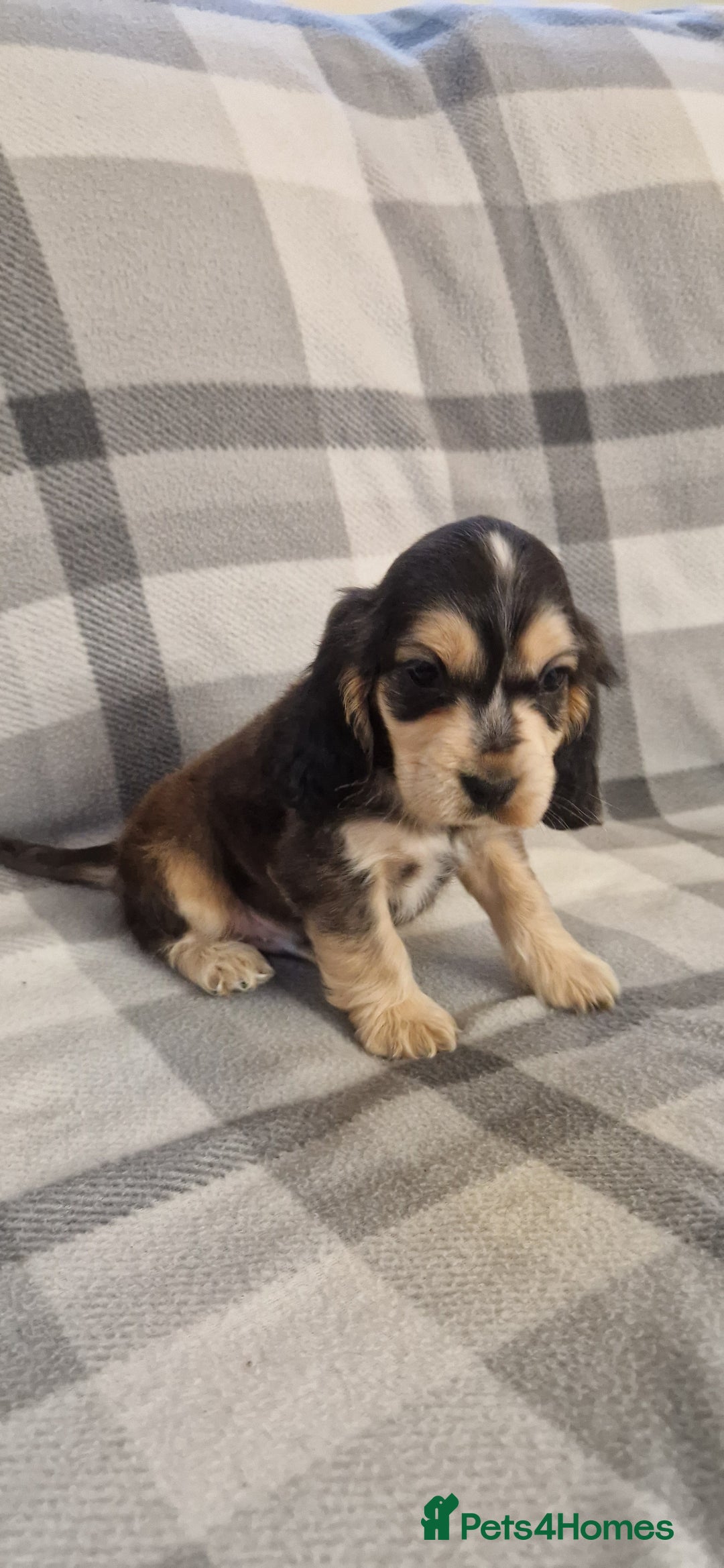 Cocker Spaniel dogs for sale: gorgeous cocker-spaniel puppies  - Advert 3