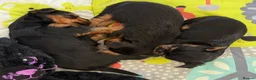 Yorkshire Terrier dogs for sale: ADORABLE YORKSHIRE TERRIER PUPPIES FOR SALE 💕🐾 - Advert 13