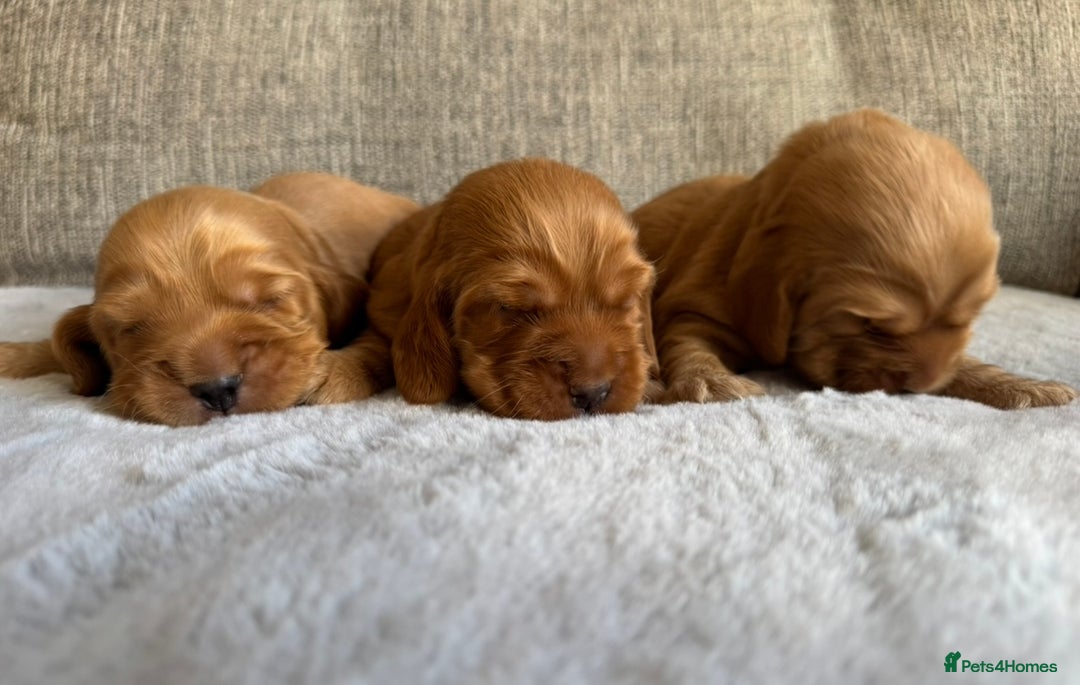Cocker Spaniel dogs for sale: Beautiful cocker spaniel puppies  - Image 6