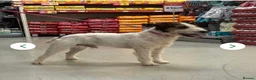 Lakeland Terrier dogs for sale: Lakeland terrier puppies (working type) - Advert 4