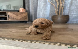 Miniature Poodle dogs for sale: Gorgeous miniature poodles  - Image 8
