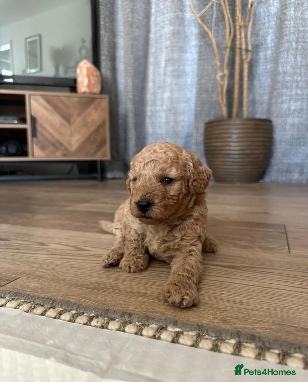 Miniature Poodle dogs for sale: Gorgeous miniature poodles  - Image 8