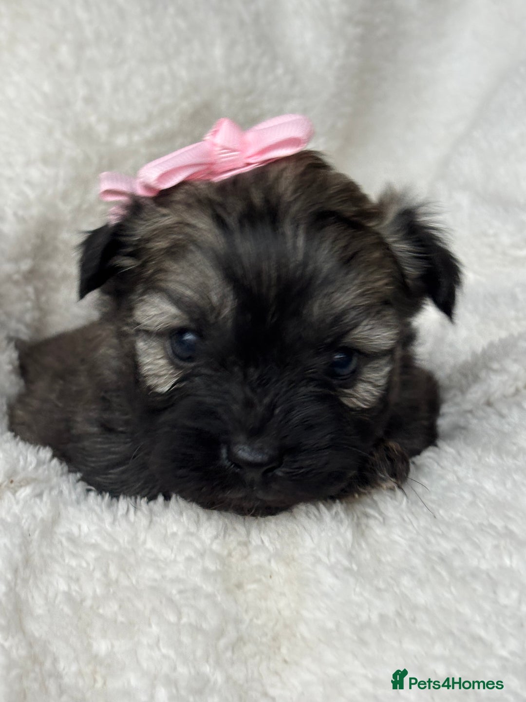 Pomapoo dogs for sale: Beautiful fluffy F1 pomapoo’s - Advert 5