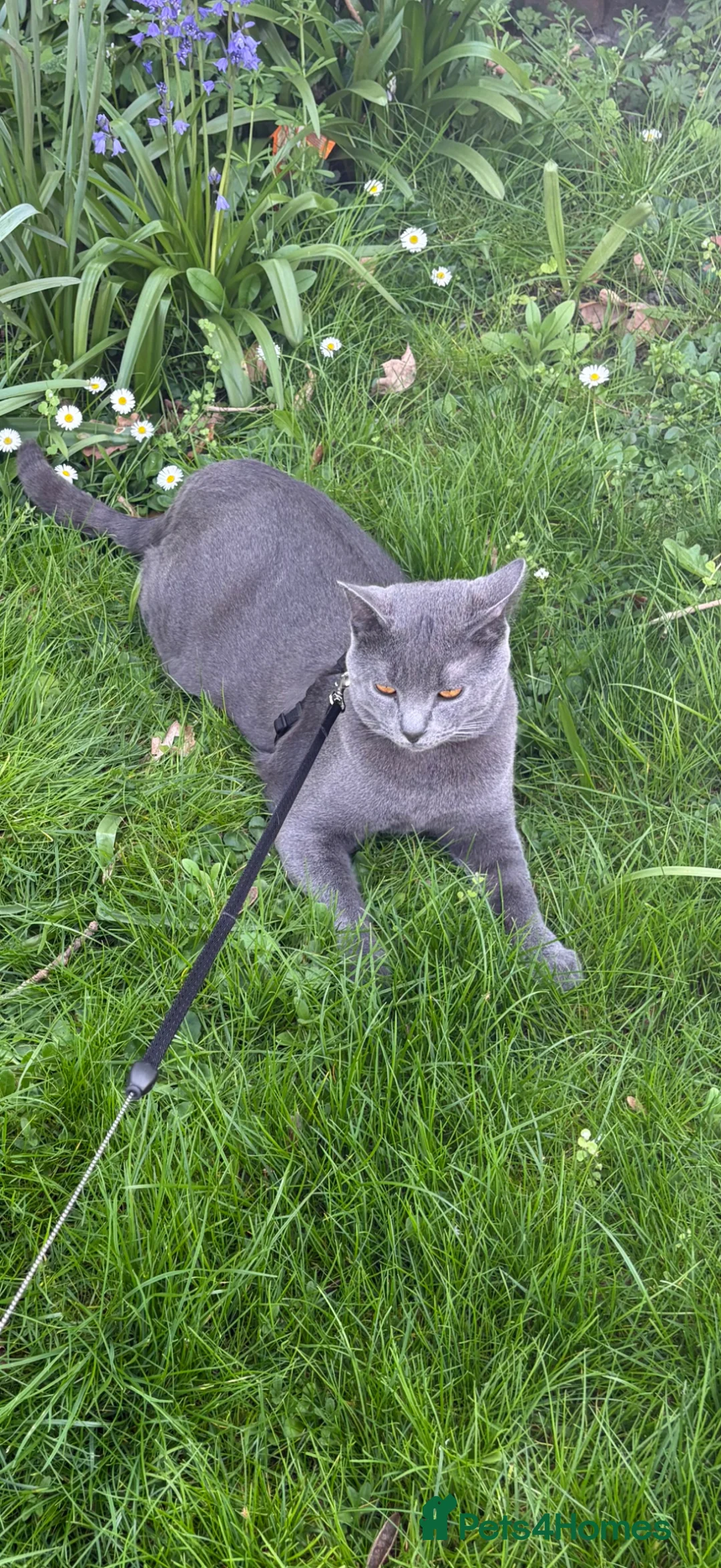 Chartreux cats for sale: Looking for loving home for male Chartreux - Advert 2
