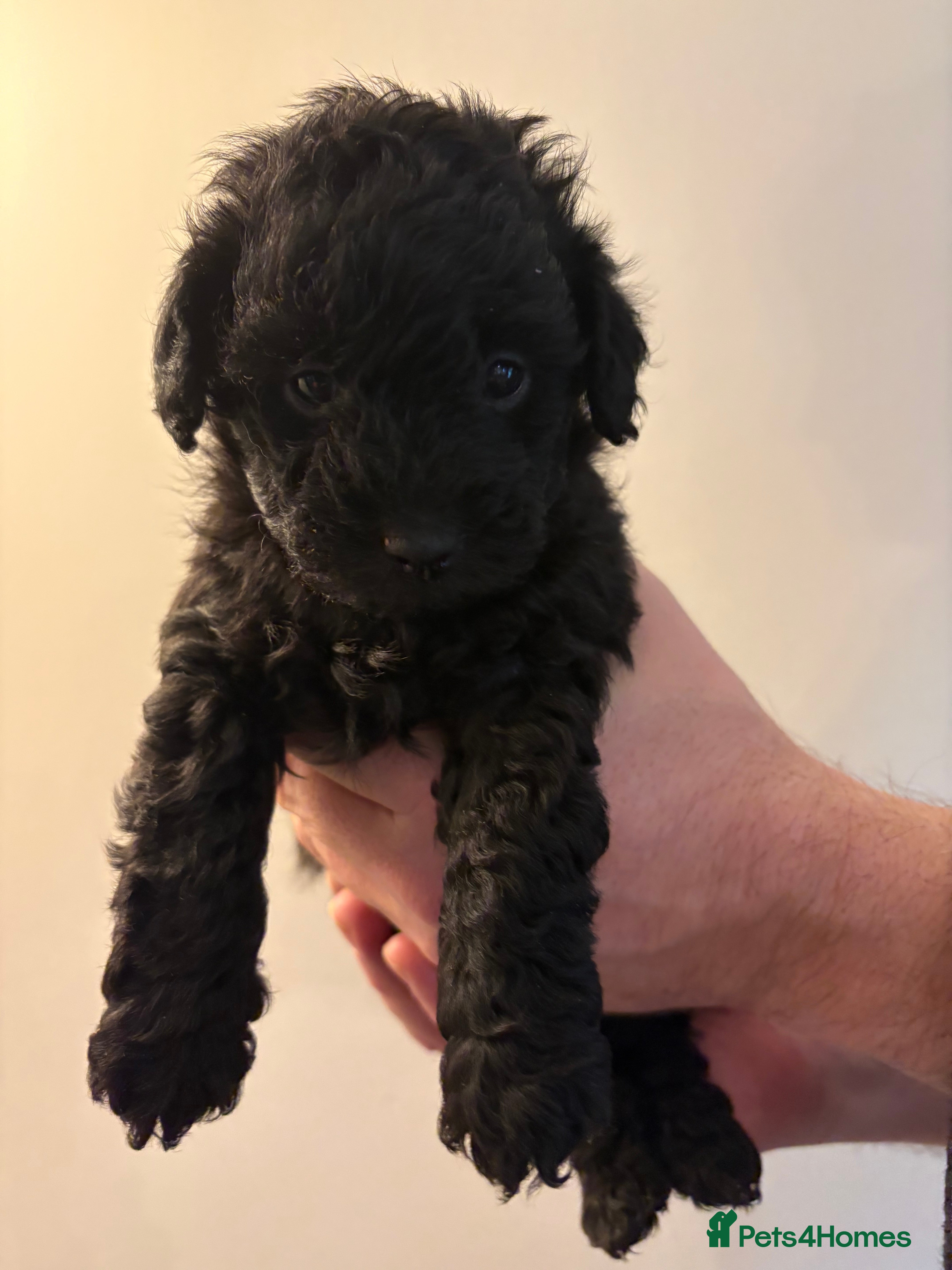 Jackapoo dogs Mini Poodle F1b Jackapoo Puppies – PRA Clear - Advert 5
