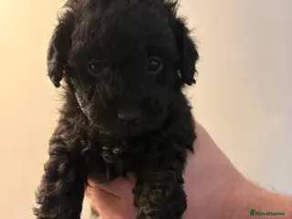 Jackapoo dogs Mini Poodle F1b Jackapoo Puppies – PRA Clear - Advert 5