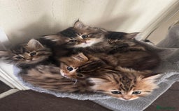Scottish Fold cats for sale: 5 British Longhair and Scottish Straight kittens  - Image 1