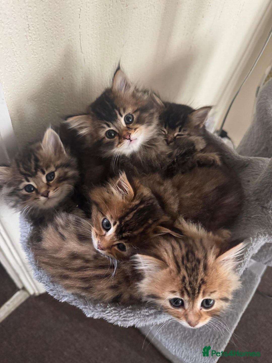 Scottish Fold cats for sale: 5 British Longhair and Scottish Straight kittens  - Image 1