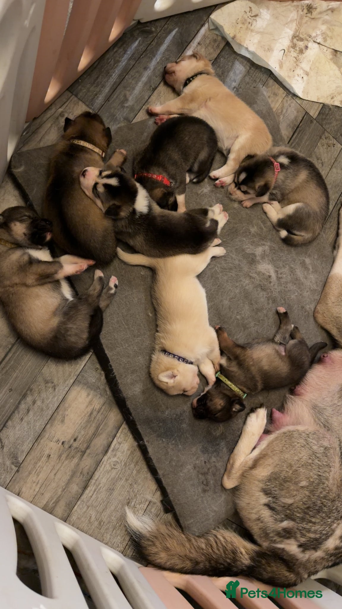 Siberian Husky dogs Gorgeous husky puppies - Advert 9