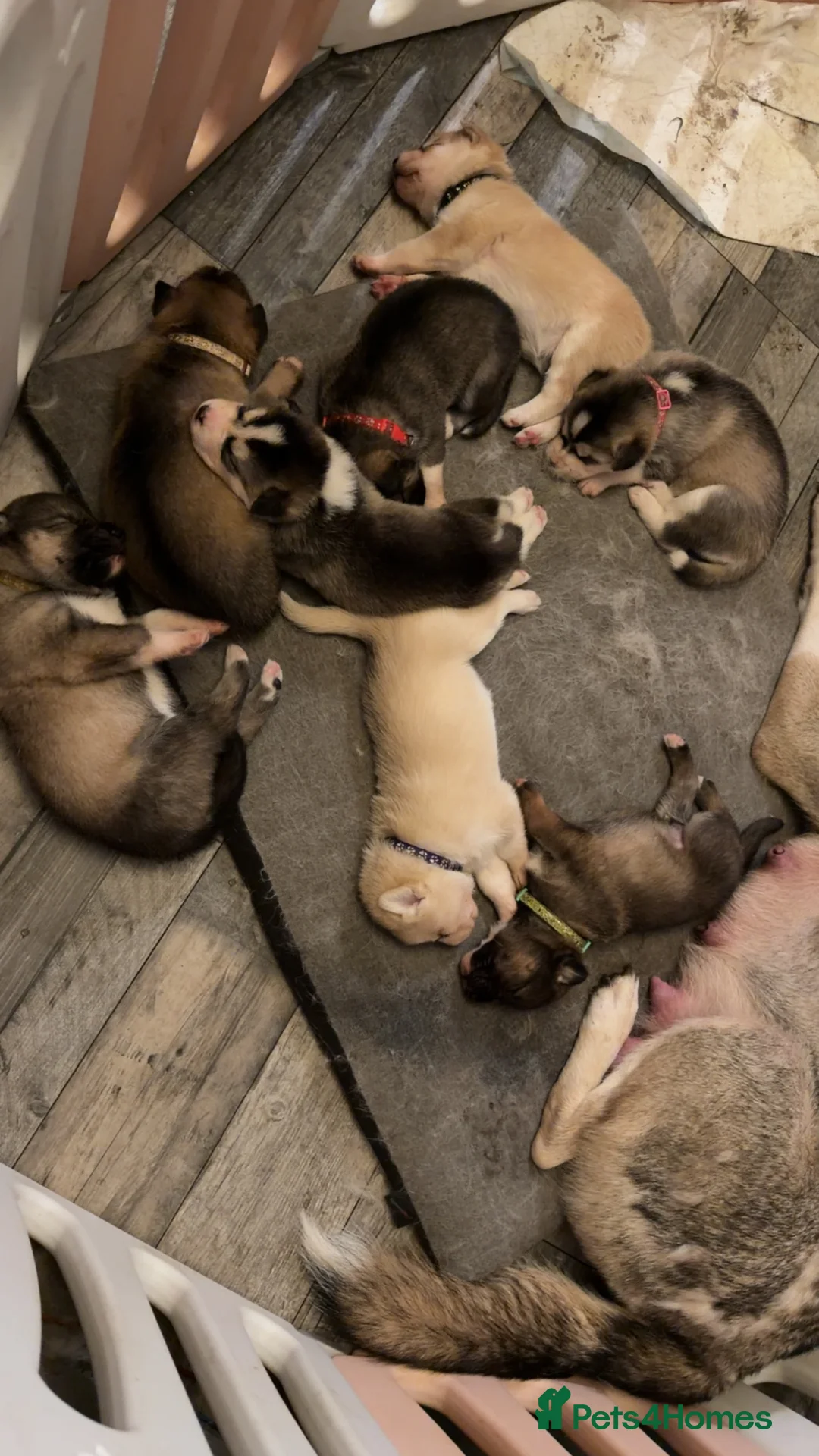 Siberian Husky dogs for sale: Gorgeous husky puppies - Advert 1