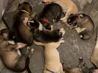 Siberian Husky dogs Gorgeous husky puppies - Advert 9