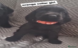 Cocker Spaniel dogs for sale: Show type cocker spaniel puppies  - Image 4