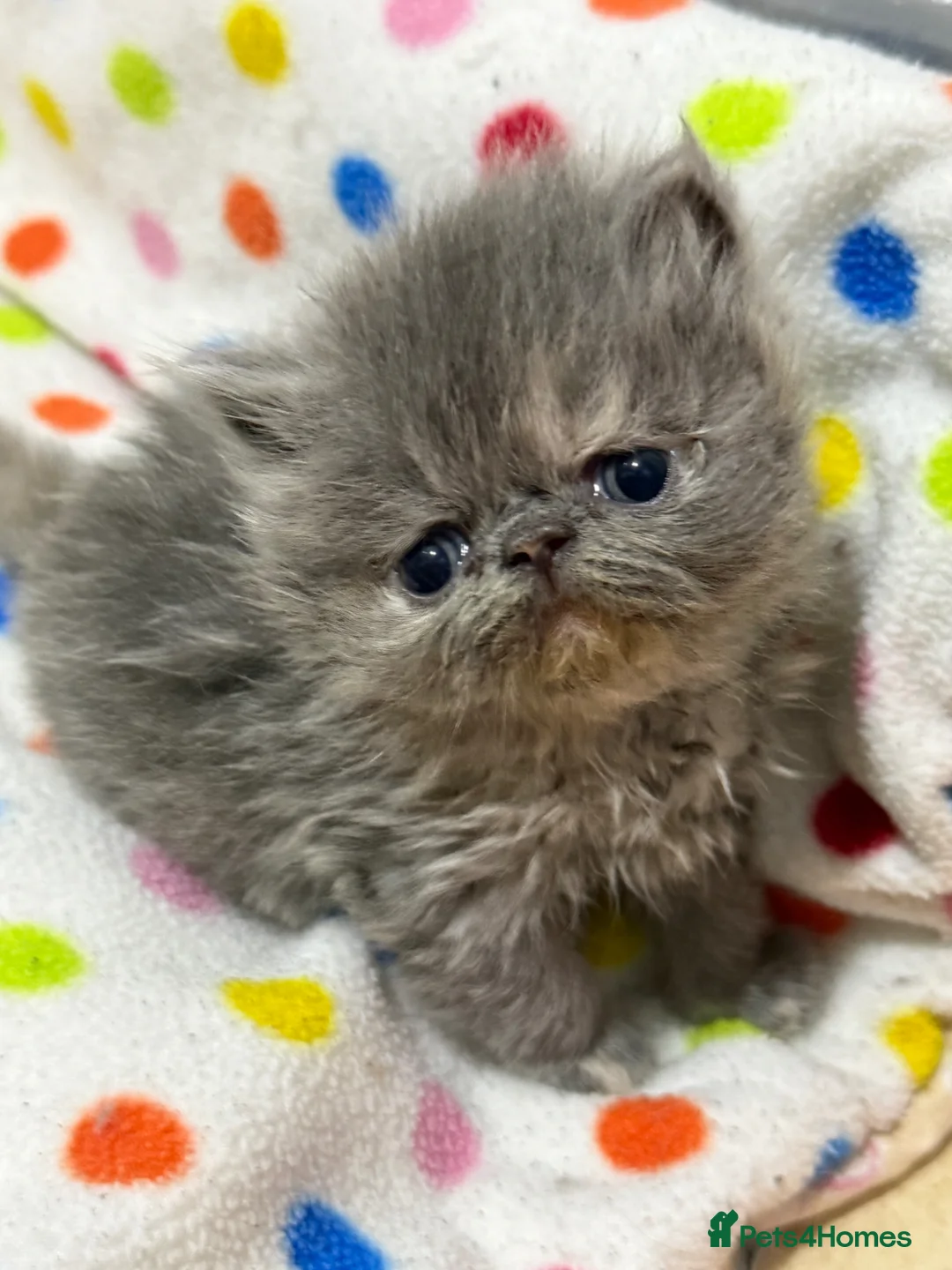Persian cats for sale: Beautiful blue-cream Persian kitten - Advert 6