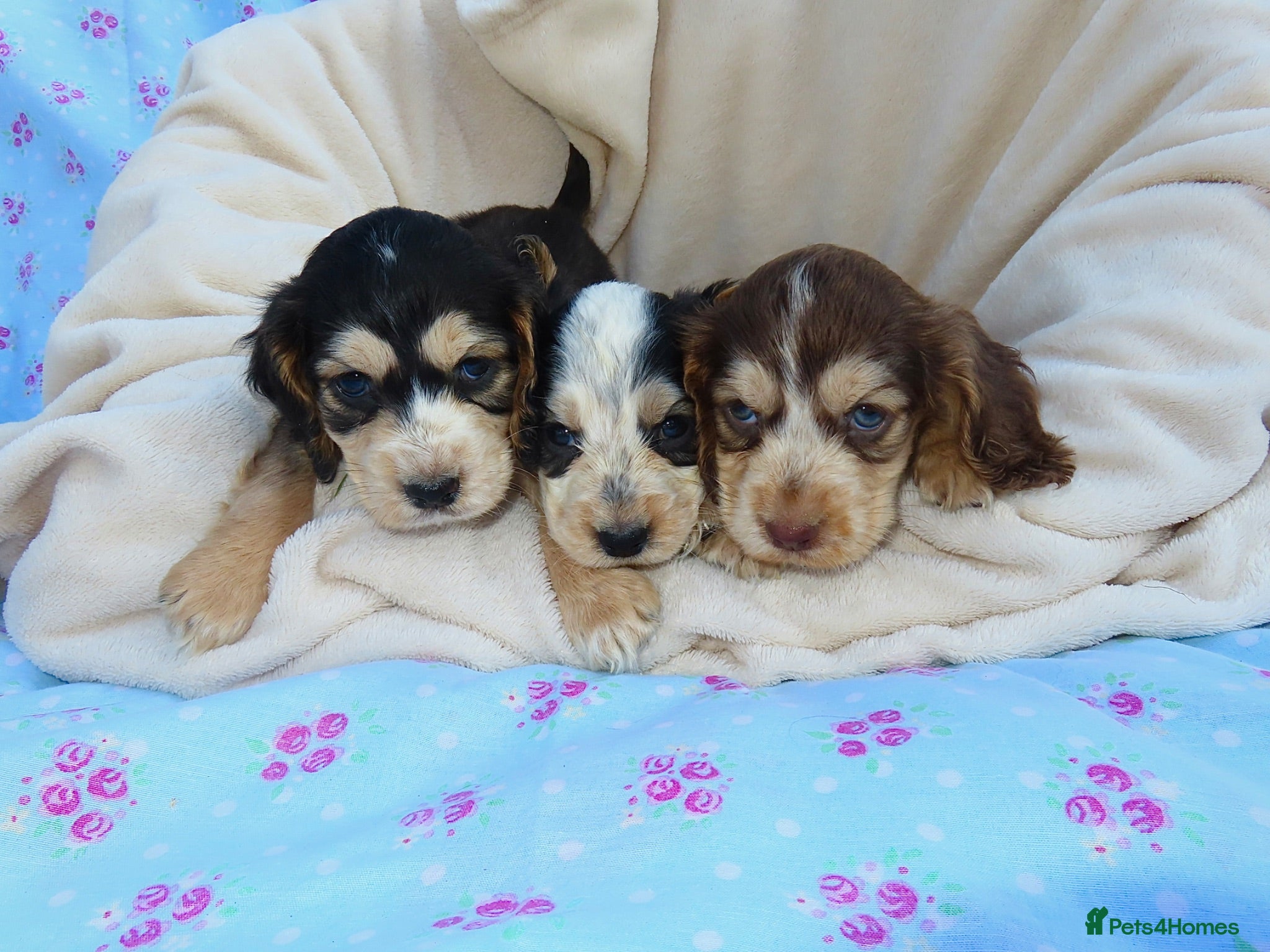 Cocker Spaniel dogs Beautiful Cocker Spaniel Puppies 🐾🐶🏡 - Advert 1