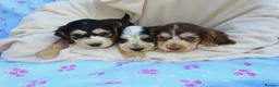 Cocker Spaniel dogs for sale: Beautiful Cocker Spaniel Puppies 🐾🐶🏡 - Advert 1