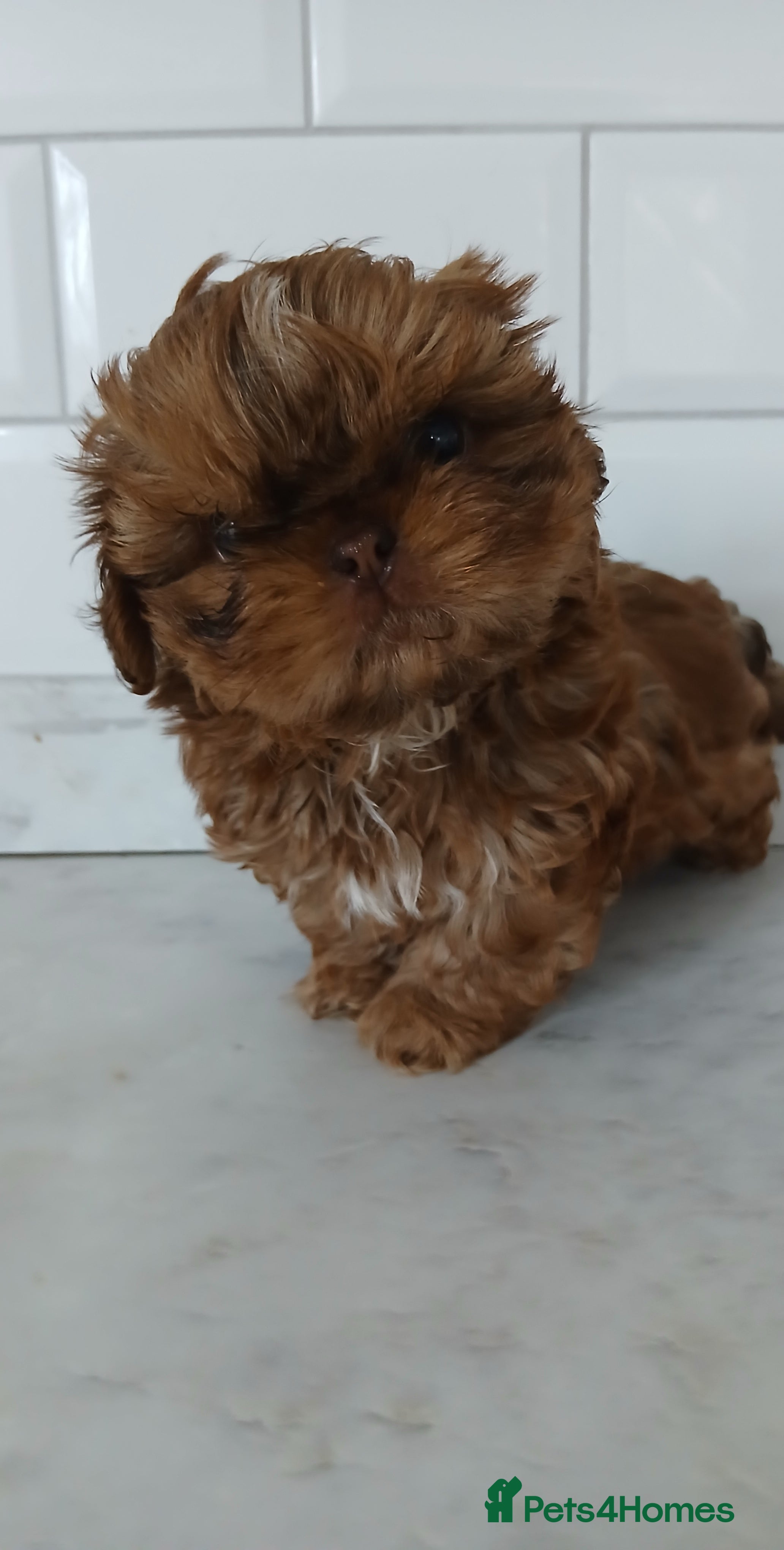 Shih Tzu dogs CHOCOLATE KC REG IMPERIALS BEST LINES 2 girls left - Advert 3