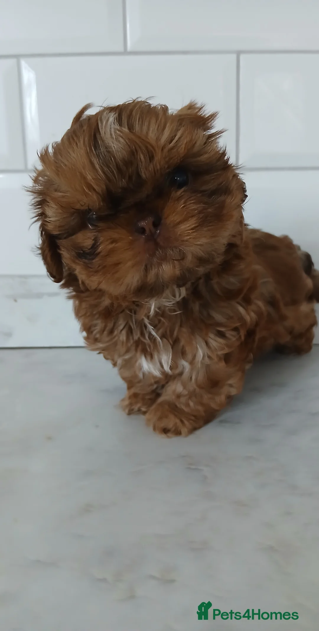 Shih Tzu dogs for sale: CHOCOLATE KC REG IMPERIALS BEST LINES 2 girls left - Advert 1