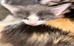 Mixed Breed cats for sale: 4 female kittens  - Image 5