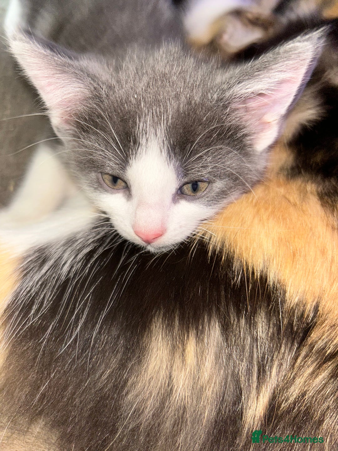 Mixed Breed cats for sale: 4 female kittens  - Image 5