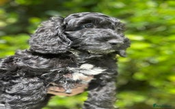 Cockapoo dogs for sale: Ready now black f1 minature show cockapoos  - Image 1
