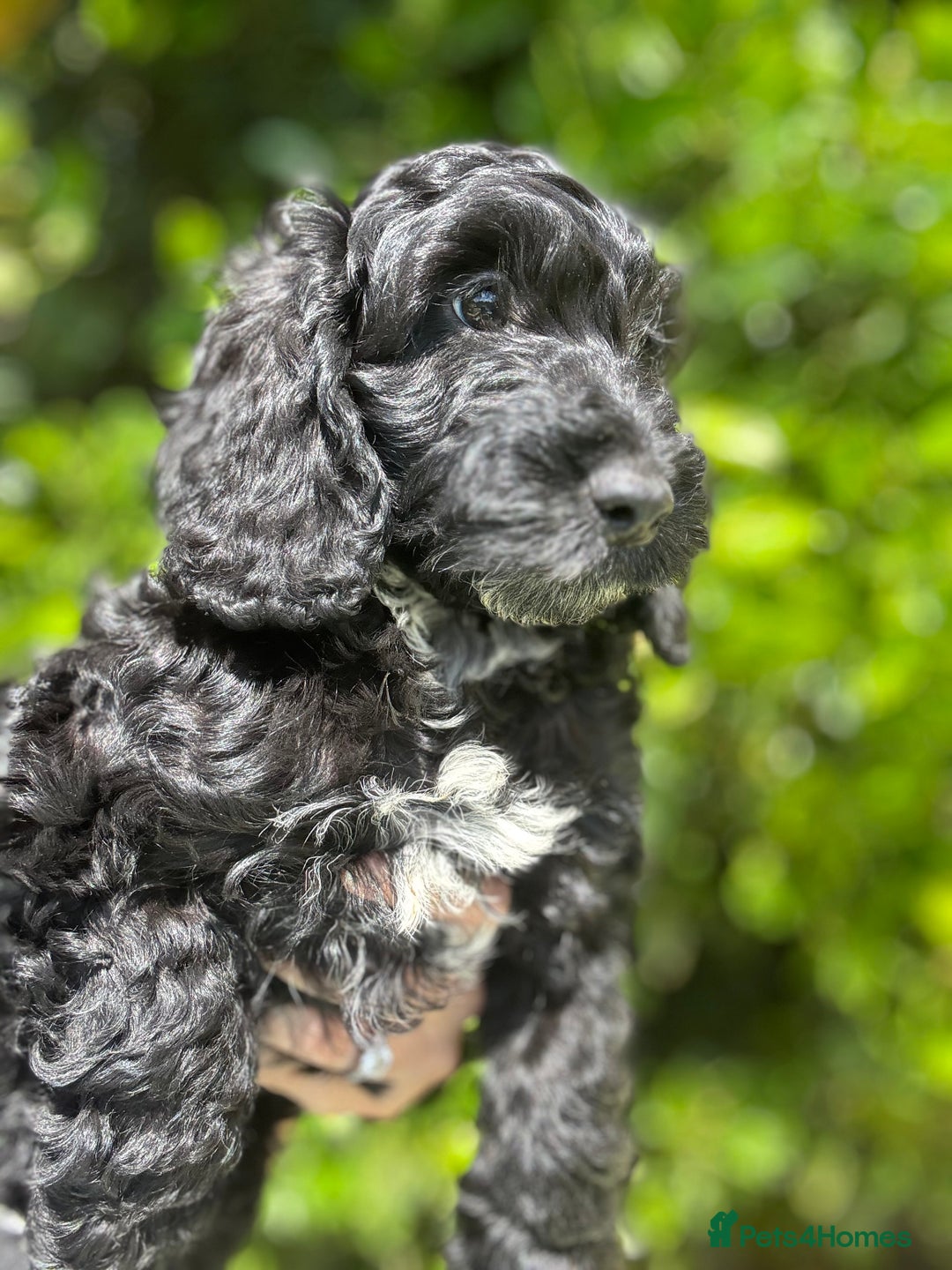 Cockapoo dogs for sale: Ready now black f1 minature show cockapoos  - Image 1
