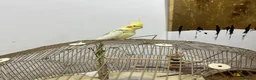 Cockatiels birds for sale: Beautiful Hand-Tame Cockatiel With Cage and Stand - Advert 2