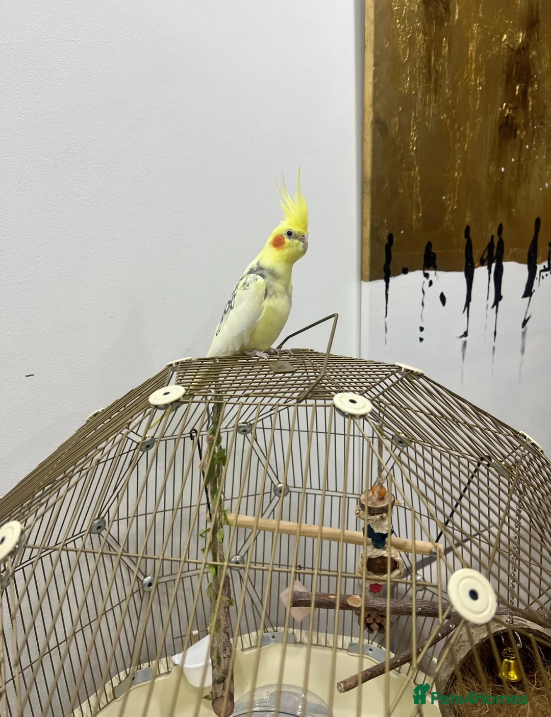 Cockatiels birds for sale: Beautiful Hand-Tame Cockatiel With Cage and Stand - Advert 2