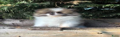 Pomeranian 2