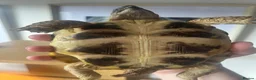 Tortoise reptiles for sale: Horsefield tortoise(s) for sale in Stirling - Advert 7