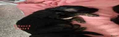 German Shepherd Puppy 4