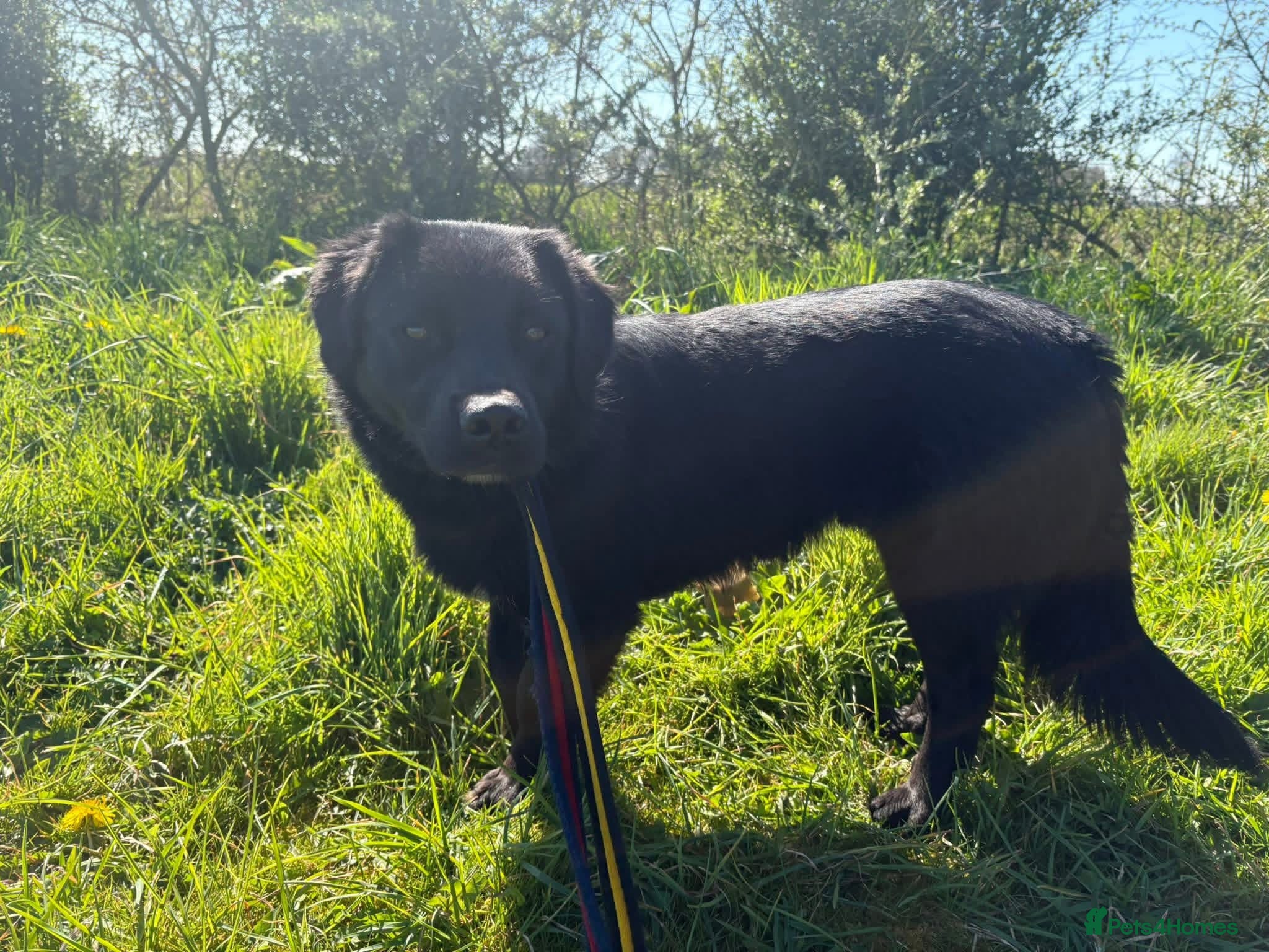 Mixed Breed dogs Dante - Norwich Norfolk  - Advert 1