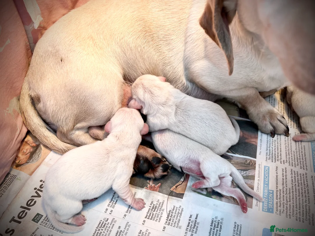 Miniature Dachshund dogs for stud: KC/PRA CLEAR SMALL MINI PROVEN DACHSHUND  in Manchester - Advert 7