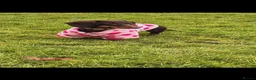Dachshund dogs for sale: KC Registerd miniture daushands - Advert 2