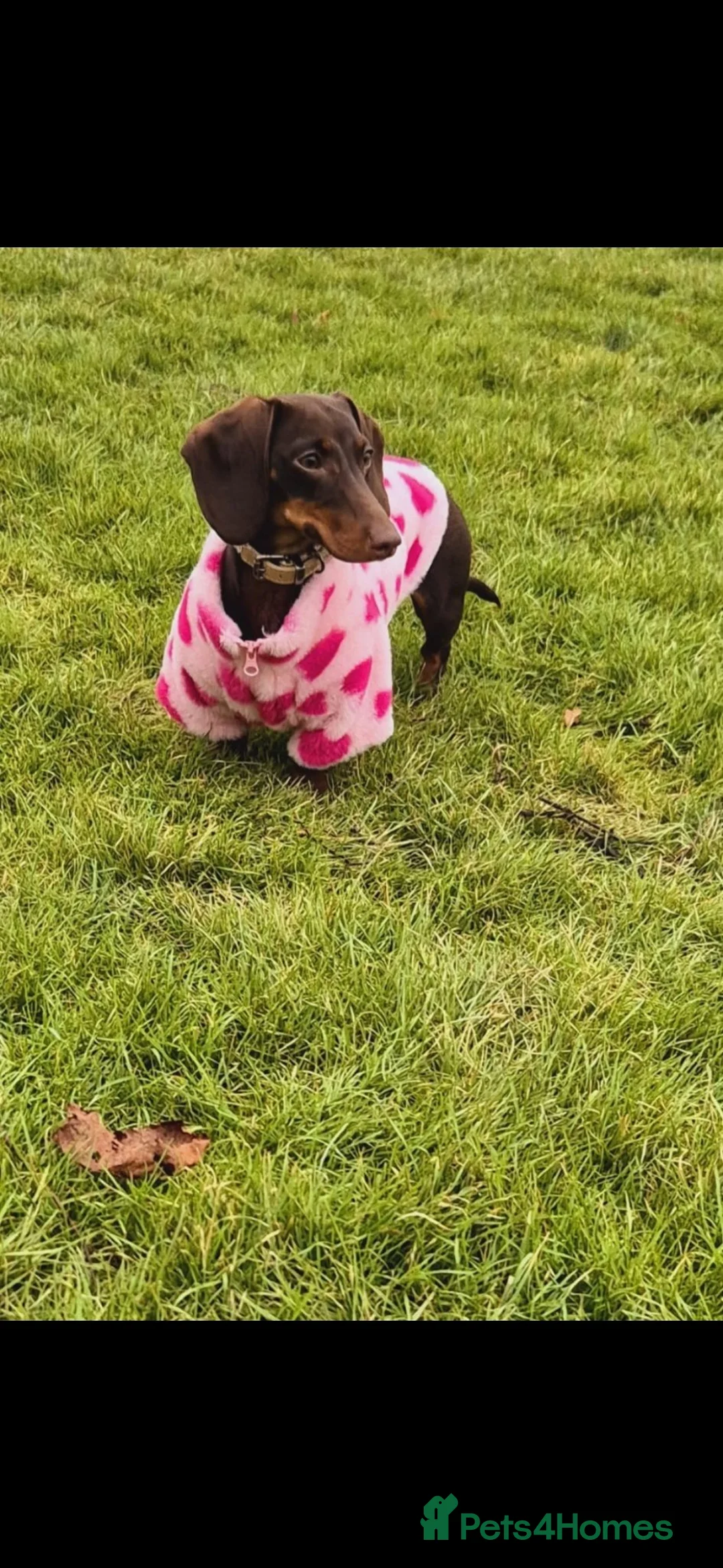 Dachshund dogs for sale: KC Registerd miniture daushands - Advert 2