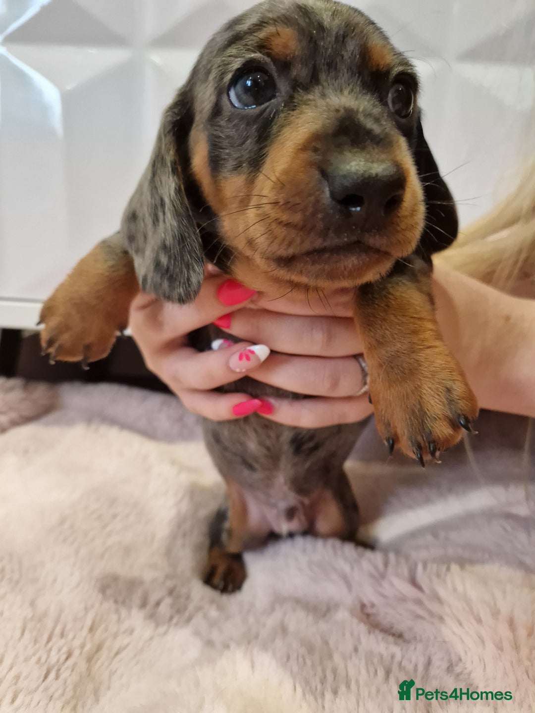 Miniature Dachshund dogs for sale: Available now💕🐾miniature dachshund  - Image 4
