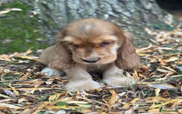 Cocker Spaniel dogs for sale: TRUE SHOW TYPE HEALTH TESTED SHOW TYPE  - Image 17