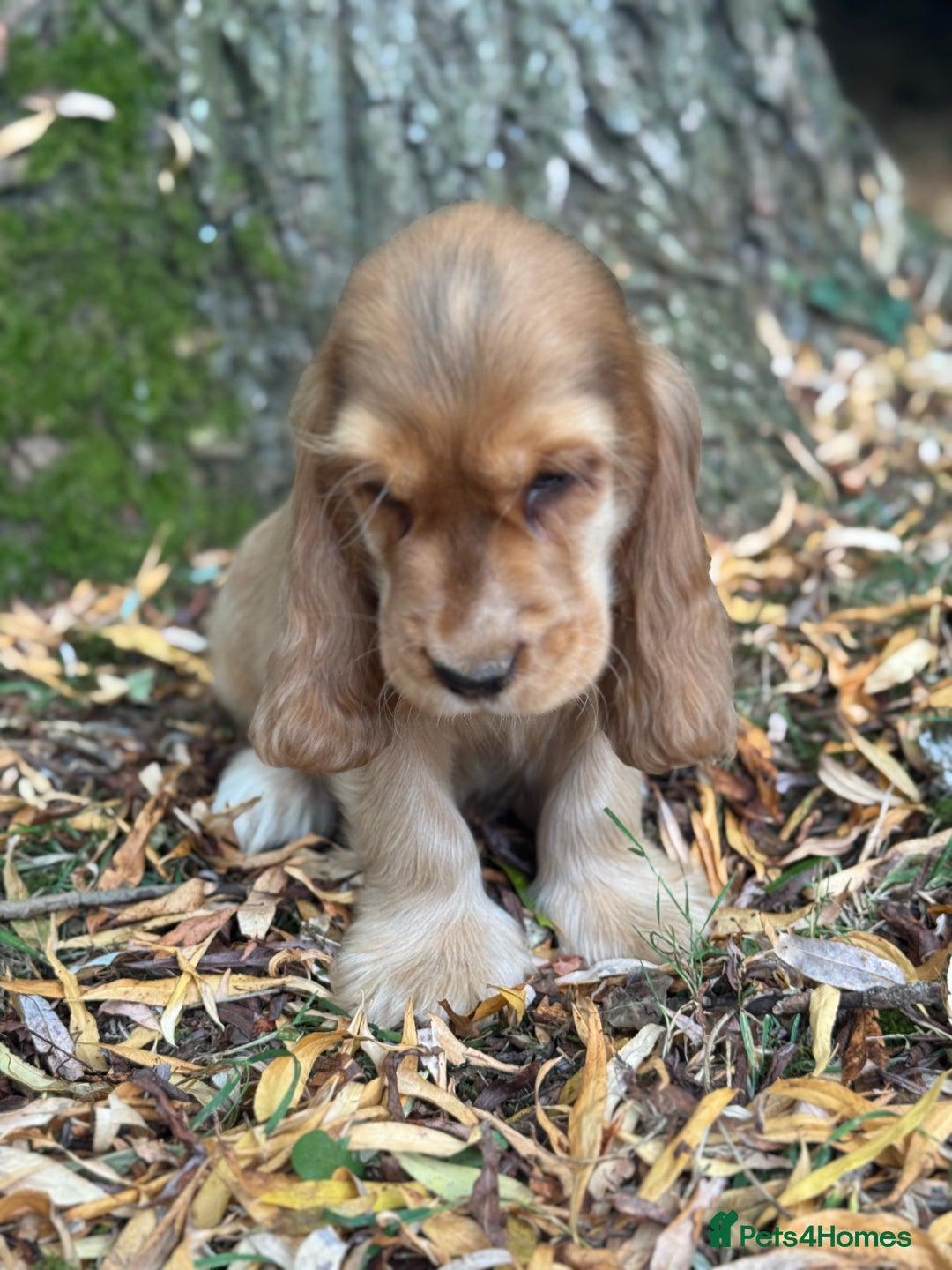 Cocker Spaniel dogs for sale: TRUE SHOW TYPE HEALTH TESTED SHOW TYPE  - Image 17