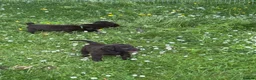 Flat coated Retriever dogs for sale: Gorgeous liver and black Flatcoat Retrievers - Advert 31