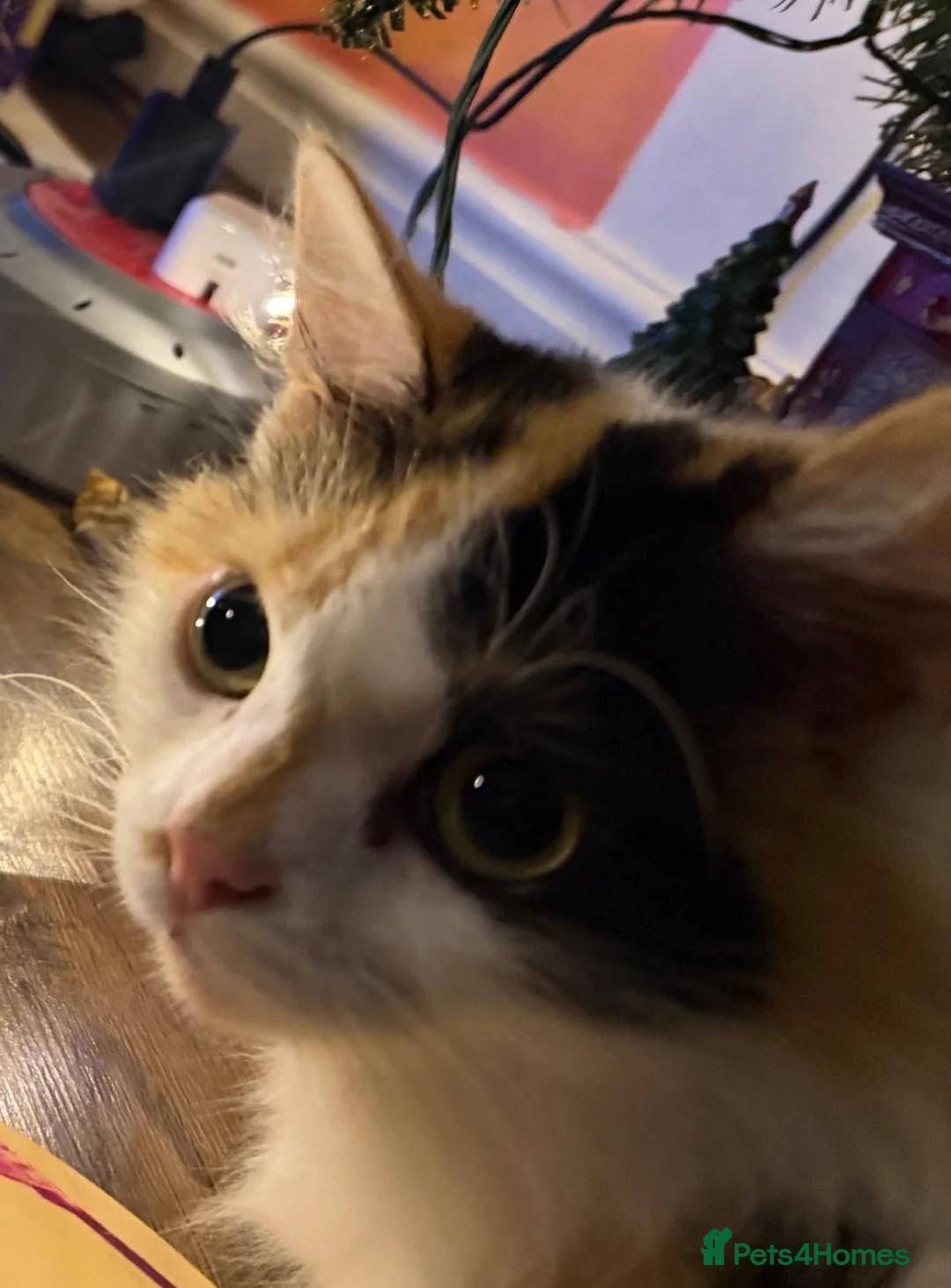 Mixed Breed cats for sale: Blossom 🌸  - Advert 1