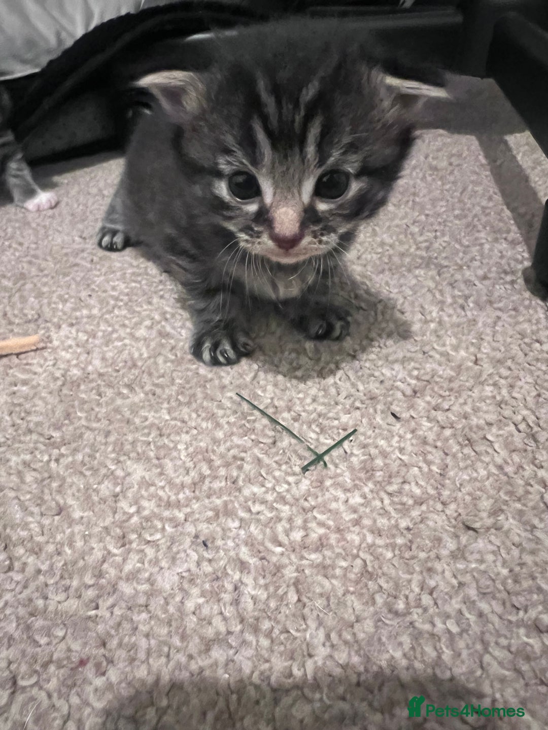 Mixed Breed cats for sale: 4 beautiful kittens 2 female 2 male - Advert 8