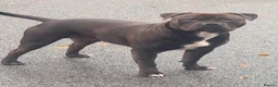 Staffordshire Bull Terrier dogs for stud: Staffordshire bull terrier  - Advert 6
