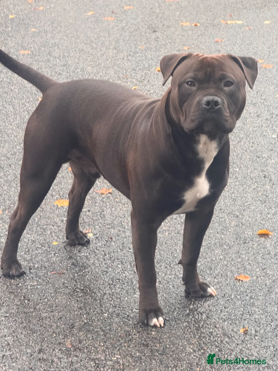 Staffordshire Bull Terrier dogs for stud: Staffordshire bull terrier  - Advert 6