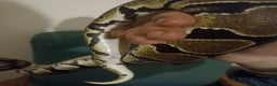 Python Snake reptiles for sale: Beautiful royal python for rehoming - Advert 3