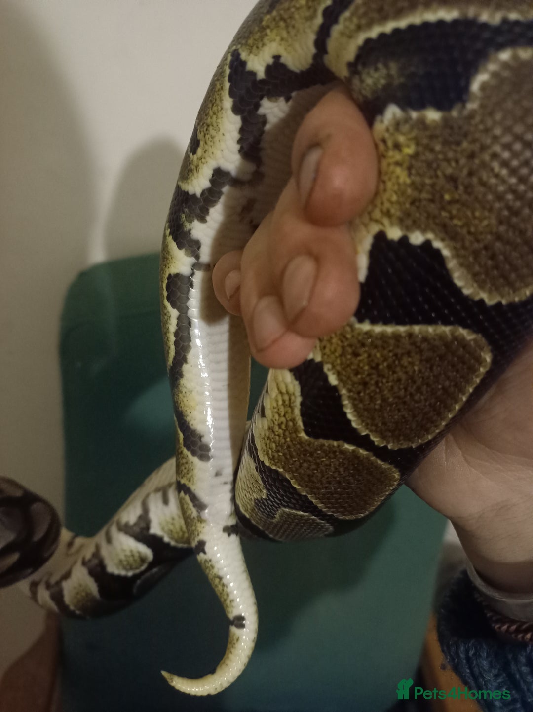 Python Snake reptiles for sale: Beautiful royal python for rehoming - Image 3