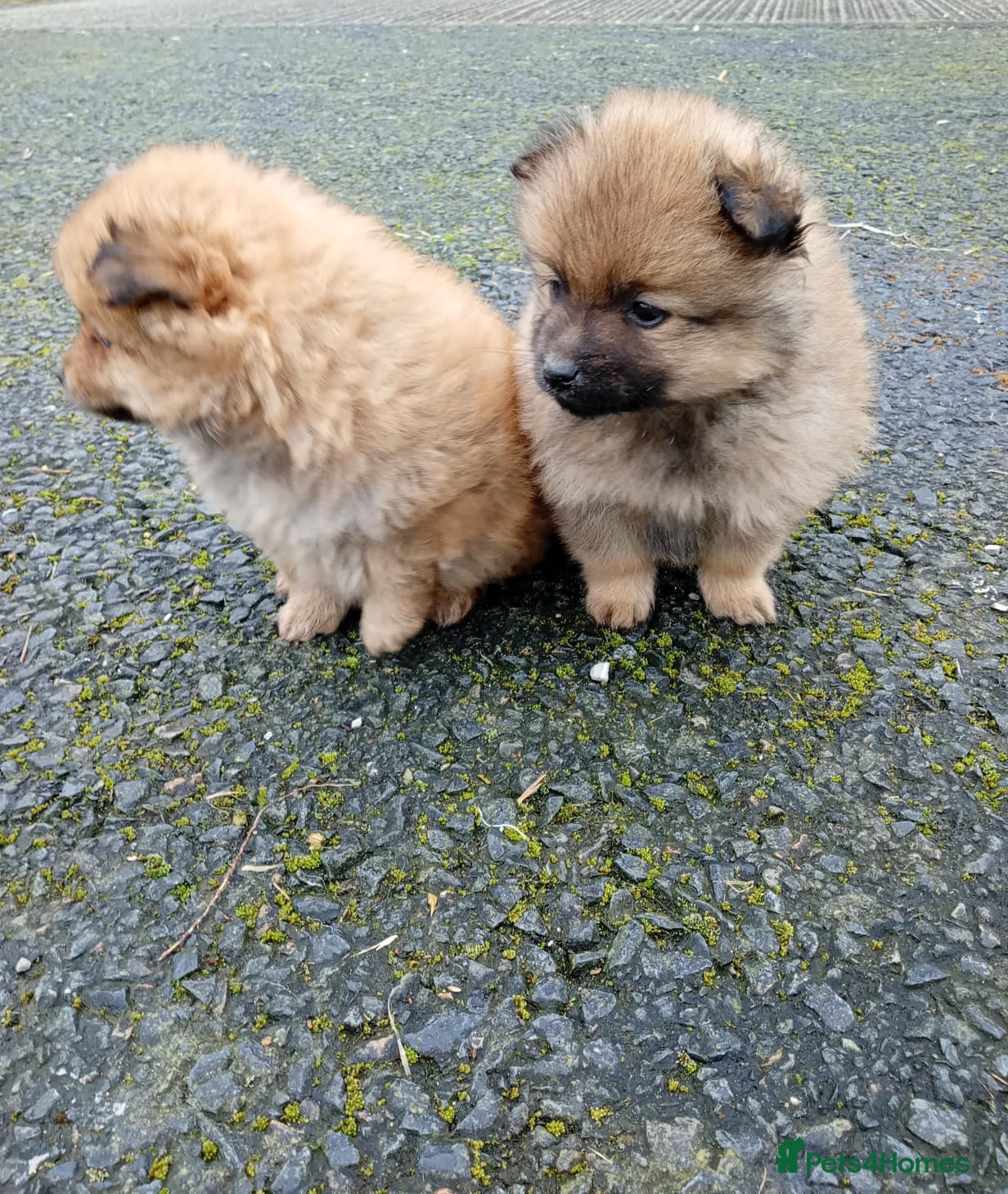 Pomeranian dogs Pomeranian puppies  - Advert 3