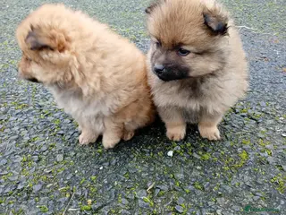 Pomeranian dogs Pomeranian puppies - Advert 3