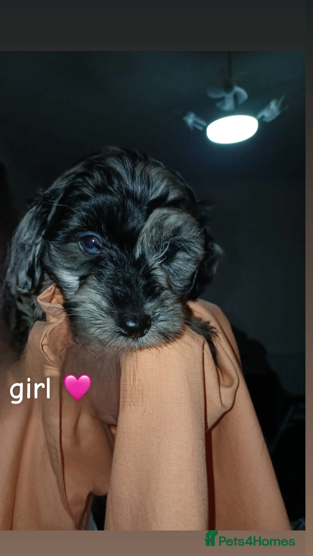 Cockapoo dogs for sale: F2 Cockerpoo puppies  - Advert 19