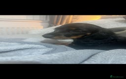 Miniature Dachshund dogs for sale: Adorable miniature dachshund long hair fully vac - Image 9