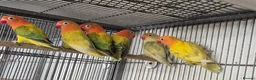 Mixed Breed birds for sale: Cage n aviary birds  - Advert 7